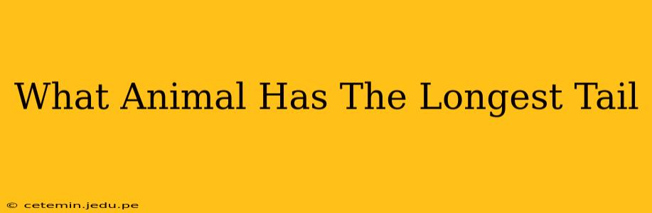 What Animal Has The Longest Tail