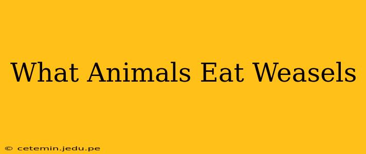 What Animals Eat Weasels