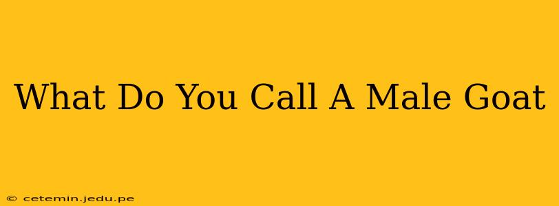What Do You Call A Male Goat