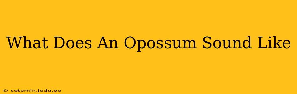 What Does An Opossum Sound Like