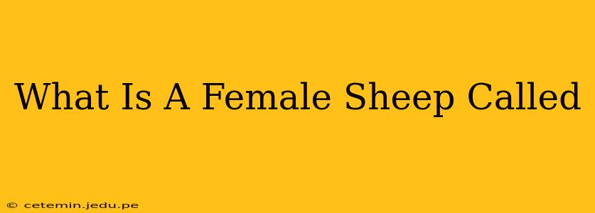 What Is A Female Sheep Called