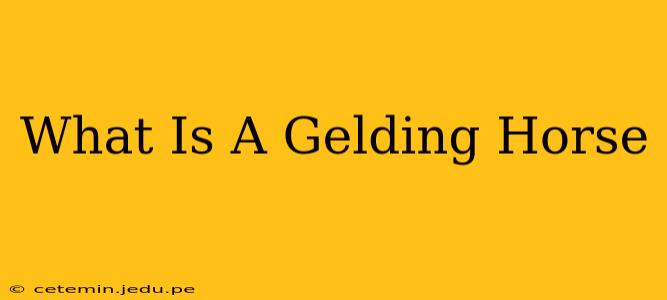 What Is A Gelding Horse