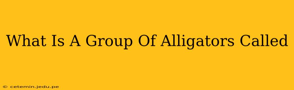 What Is A Group Of Alligators Called