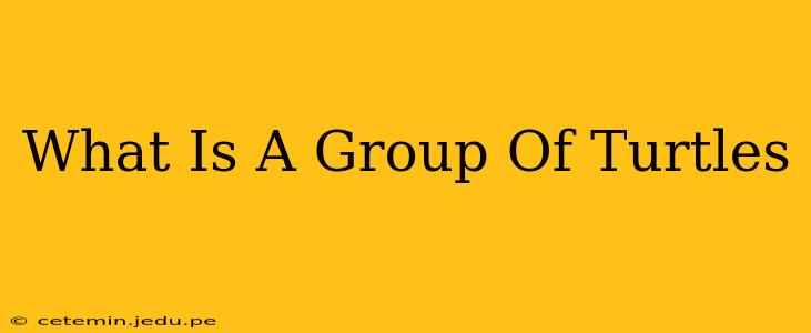 What Is A Group Of Turtles