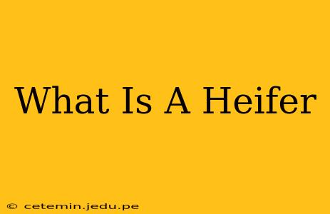 What Is A Heifer