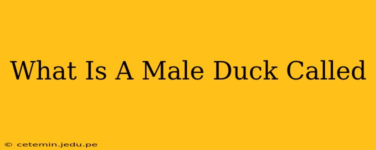 What Is A Male Duck Called