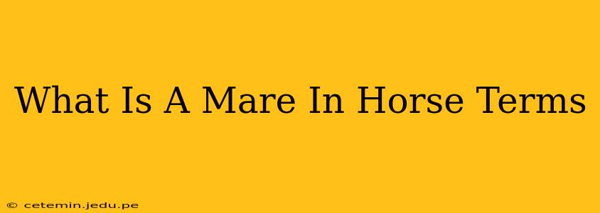 What Is A Mare In Horse Terms