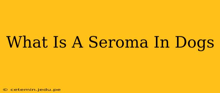What Is A Seroma In Dogs