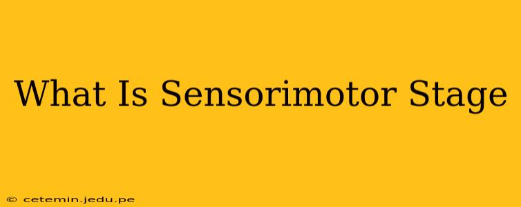 What Is Sensorimotor Stage