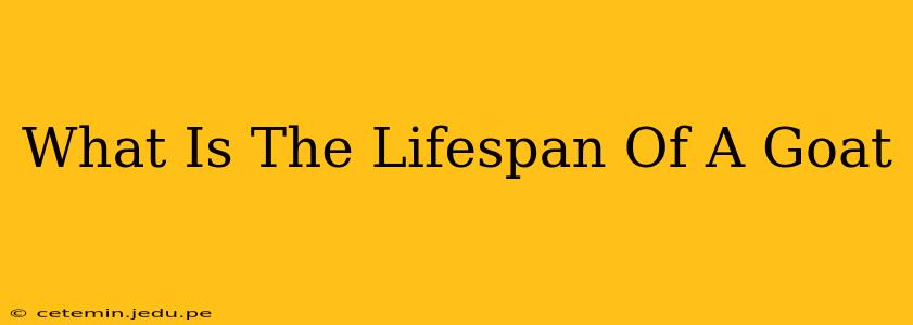 What Is The Lifespan Of A Goat