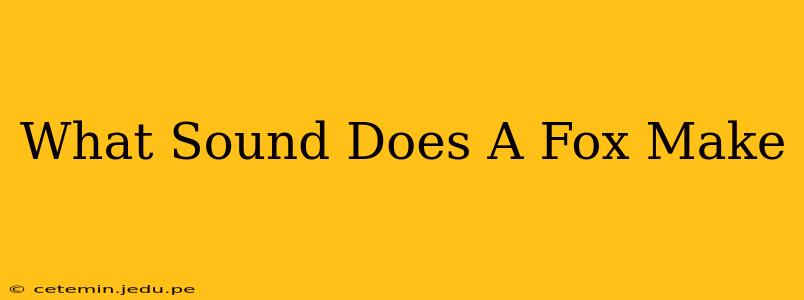 What Sound Does A Fox Make