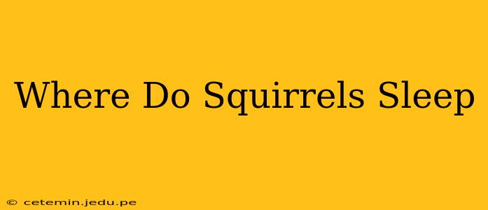 Where Do Squirrels Sleep