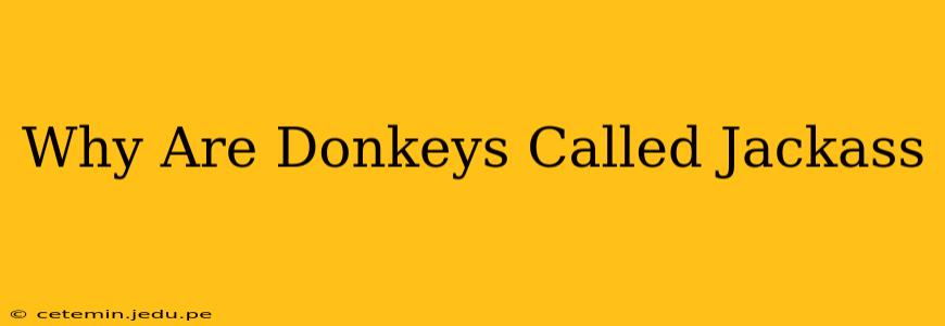 Why Are Donkeys Called Jackass