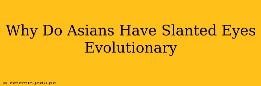 Why Do Asians Have Slanted Eyes Evolutionary