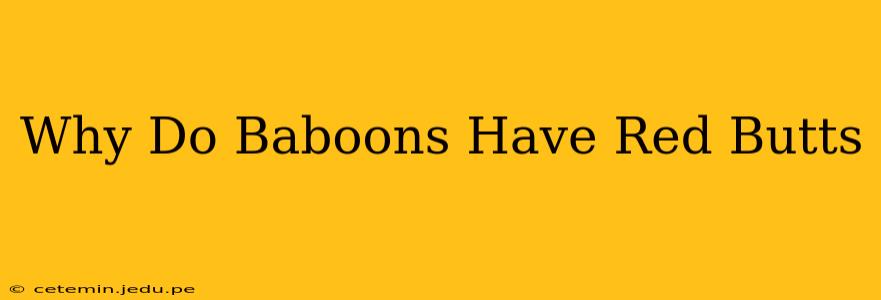 Why Do Baboons Have Red Butts