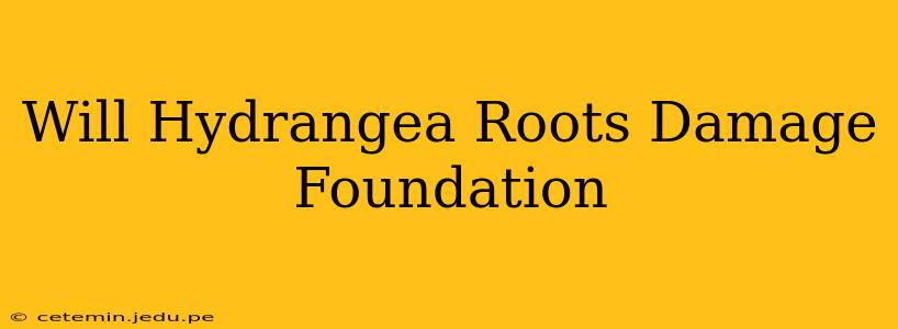 Will Hydrangea Roots Damage Foundation