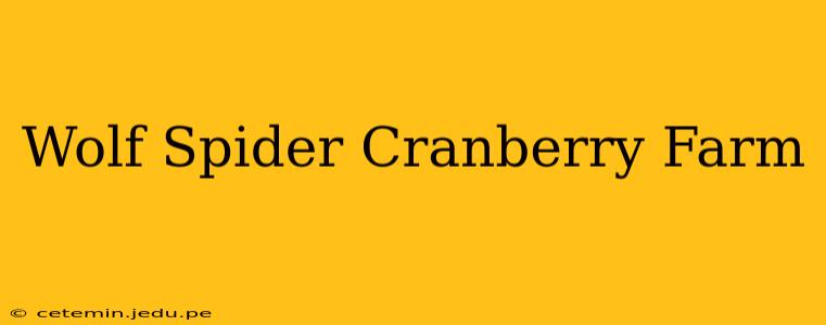 Wolf Spider Cranberry Farm